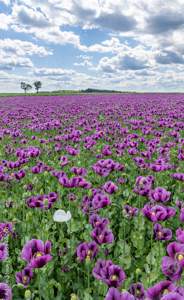 violet poppy flower field with one white, white clouds on blue s