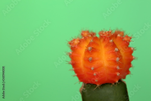 cactus in agreen background close up photo