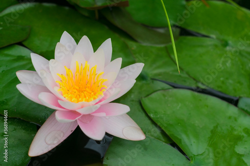  Water lily in the pond. Pink water lily or lily flower in the pond.