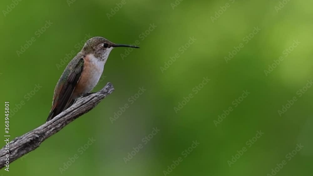 Hummingbird flies to a branch Hummingbird flies to a branch