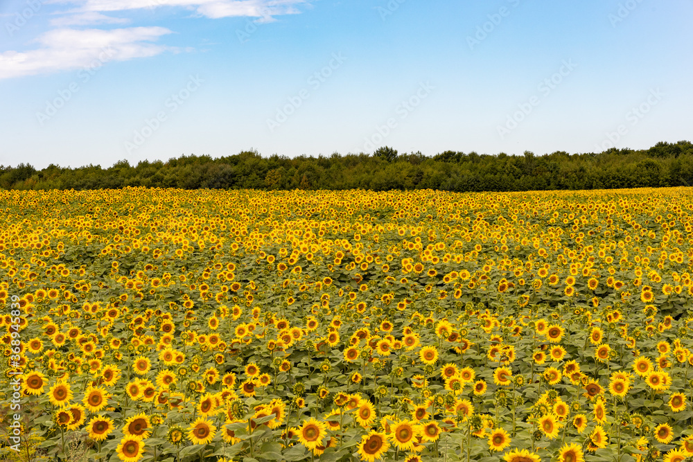 A field of sunflowers on a warm summer evening