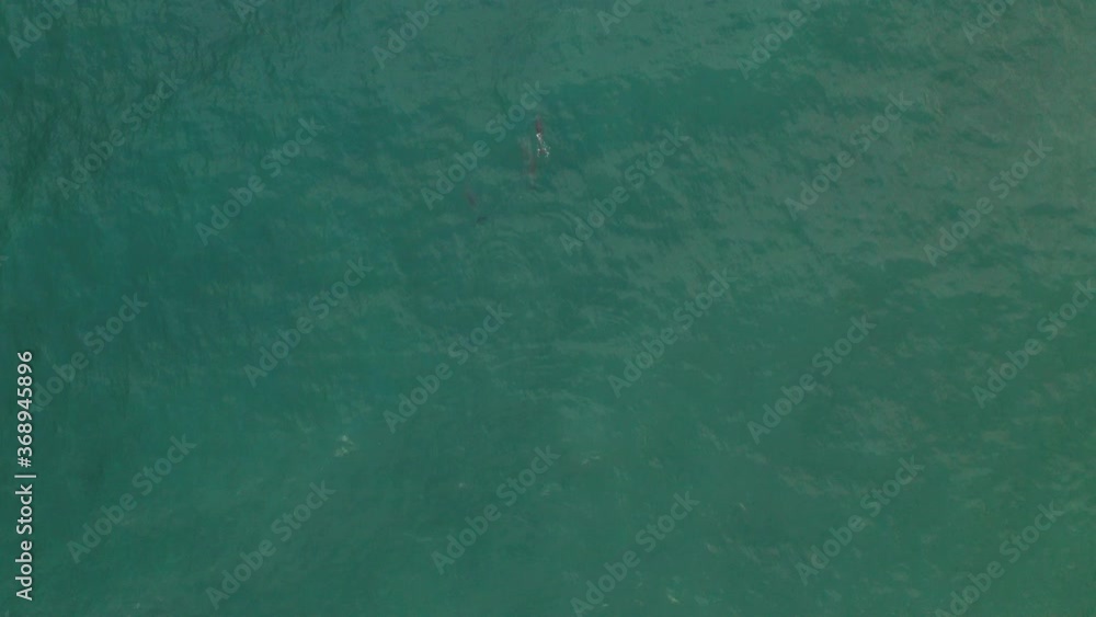 Dolphins playing and diving in the blue water with mini sharks at the coast of Australia seen from a drone on a calm sunny day Dolphins playing and diving in the blue water with mini sharks at the coast of Australia seen from a drone on a calm sunny day