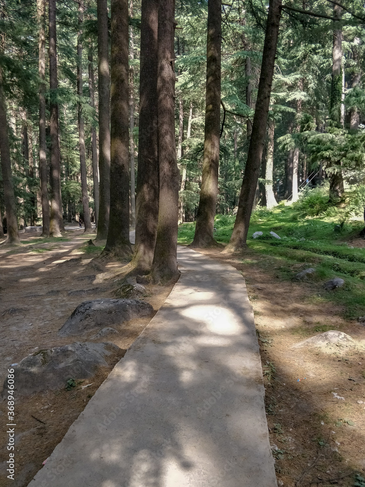 Narrow cemented path for hikers inside pine forest natural  park in Manali India.