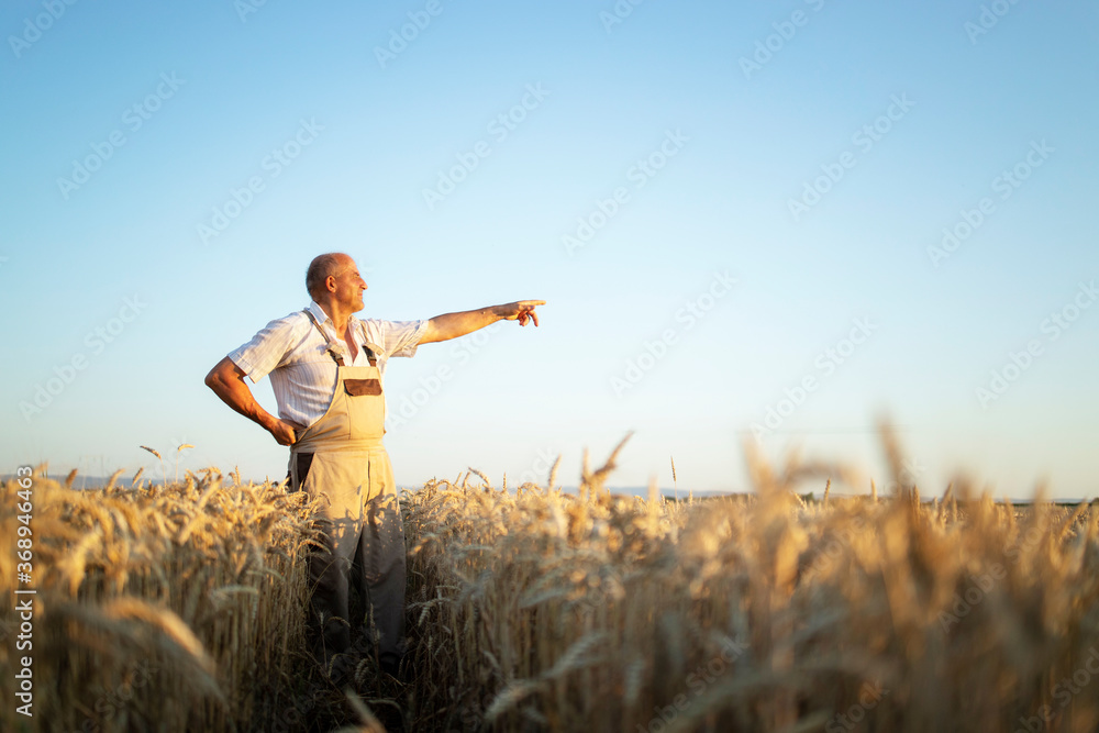 Portrait of senior farmer agronomist in wheat field looking in the distance and pointing finger. Successful organic food production and cultivation. Portrait of senior farmer agronomist in wheat field looking in the distance and pointing finger. Successful organic food production and cultivation.