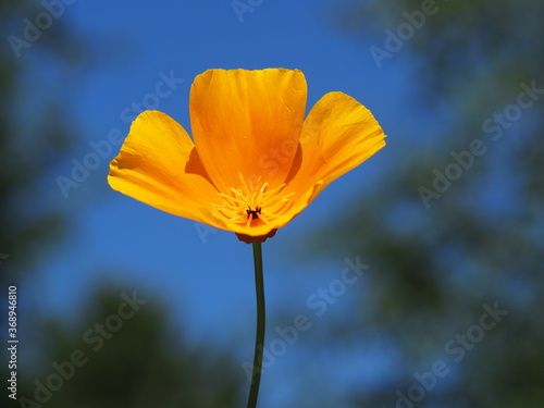 Kalifornischer Mohn  Eschscholzia californica  als Einzelbl  te mit sch  nem Hintergrund