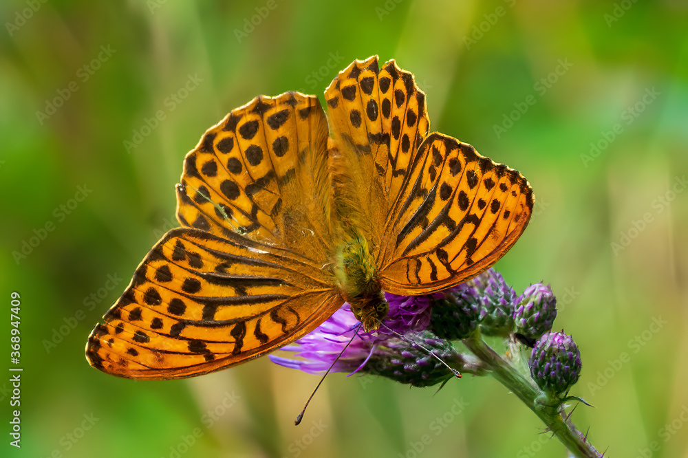 Obraz premium butterfly on yellow flower