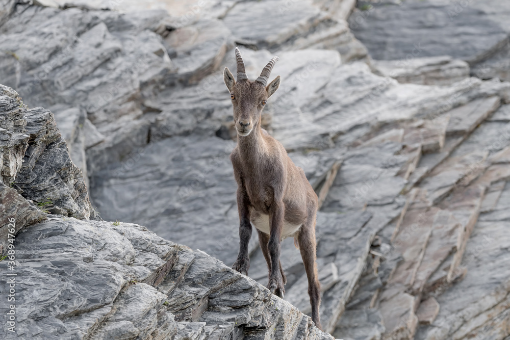 Alpine ibex on the rocks (Capra ibex) Alpine ibex on the rocks (Capra ibex)