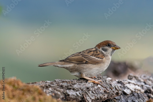 Eurasian tree sparrow (Passer Montanus) sitting sideways on a branch.