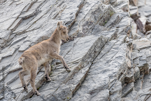 New life in the Alps mountains (Capra ibex)
