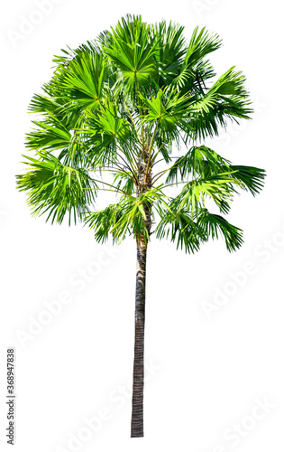 Palm trees that are completely separated from the white background © tawin