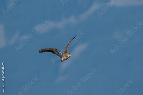 Black-crowned night heron  Nycticorax nycticorax  in flight