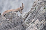 Mountain ibex on the rocks (Capra ibex)