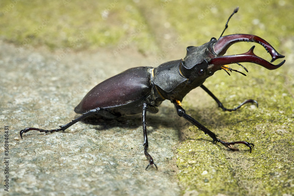 Fototapeta premium Cervo volante - Lucanus cervus - European stag beetle