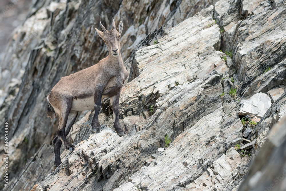 Beautiful portrait of Alpine ibex female (Capra ibex) Beautiful portrait of Alpine ibex female (Capra ibex)