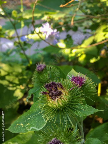 bee on a flower