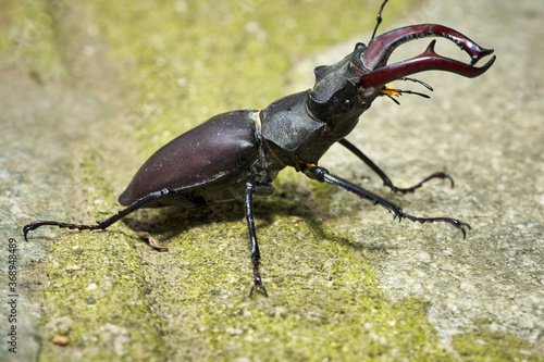 Cervo volante - Lucanus cervus - European stag beetle