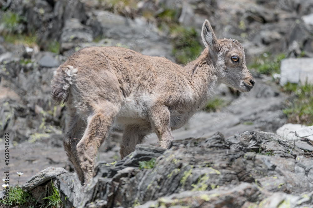 Fototapeta premium Amazing portrait of a new born, the young Alpine ibex (Capra ibex)