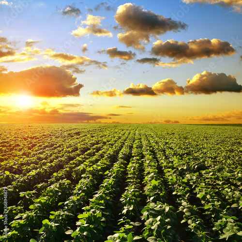Fotografía Growing green soybeans plant on field