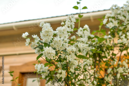 bush of white jasmine in the garden on the background of the house