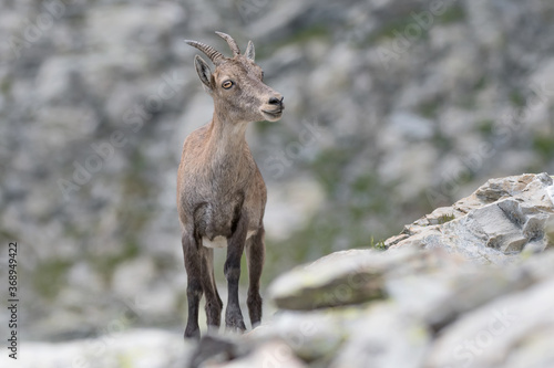 Beautiful portrait of Alpine ibex female in summer season (Capra ibex)
