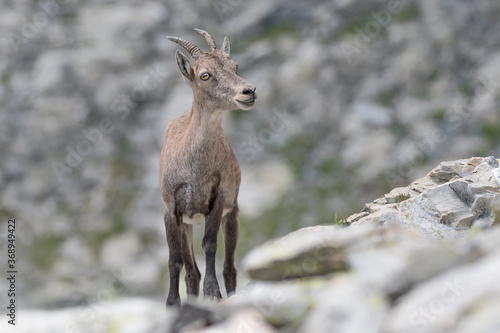 Beautiful portrait of Alpine ibex female in summer season (Capra ibex) © manuel