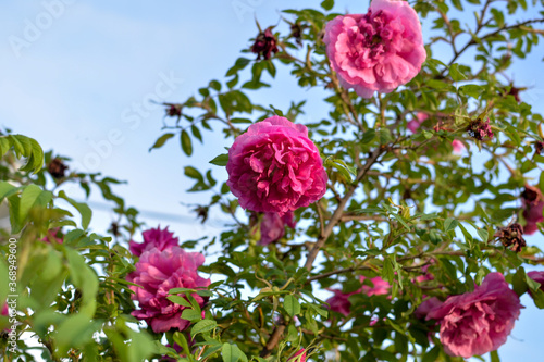 garden pink rose against the blue sky