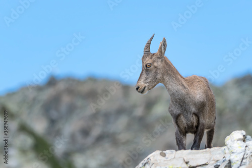 Alpine ibex female on a rock in mountains (Capra ibex)