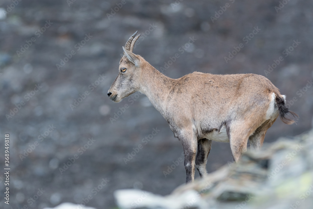 Stunning portrait of isolated Alpine ibex (Capra ibex) Stunning portrait of isolated Alpine ibex (Capra ibex)