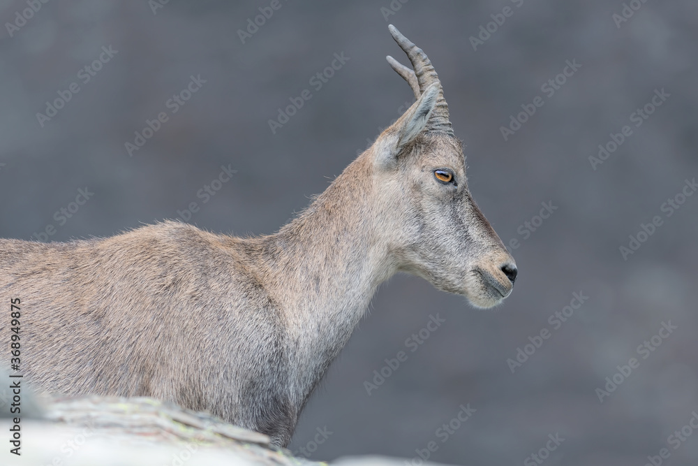 Extreme closeup of Alpine ibex female (Capra ibex) Extreme closeup of Alpine ibex female (Capra ibex)