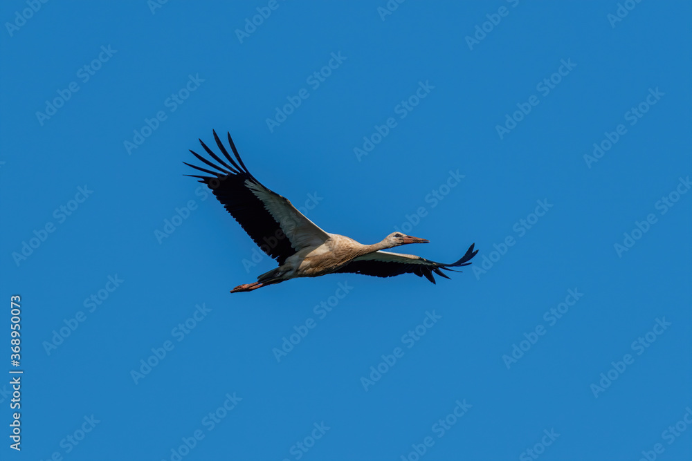 White stork flying over the lake in spring season (ciconia ciconia)