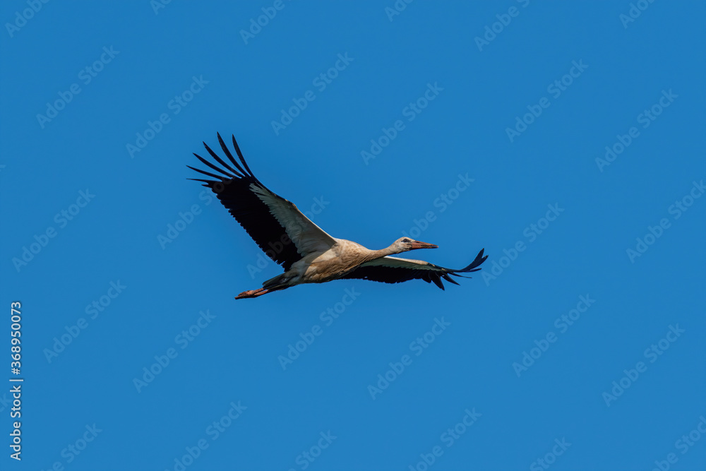 White stork flying over the lake in spring season (ciconia ciconia) White stork flying over the lake in spring season (ciconia ciconia)