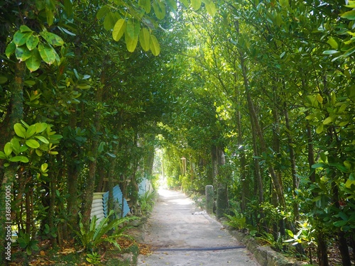 Bise Fukugi Tree Street in okinawa, JAPAN photo