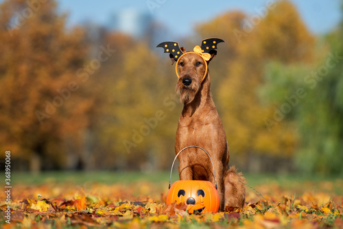 funny irish terrier dog posing for Halloween with a pumpkin basket
