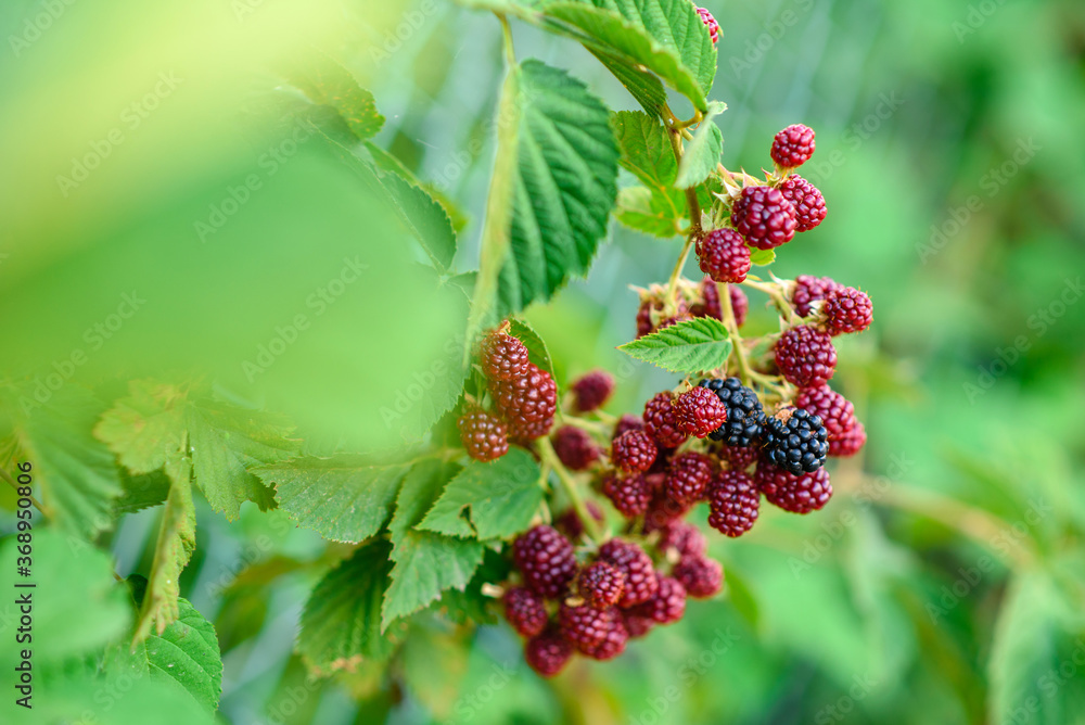 Wild blackberry bush with black and red berries Wild blackberry bush with black and red berries