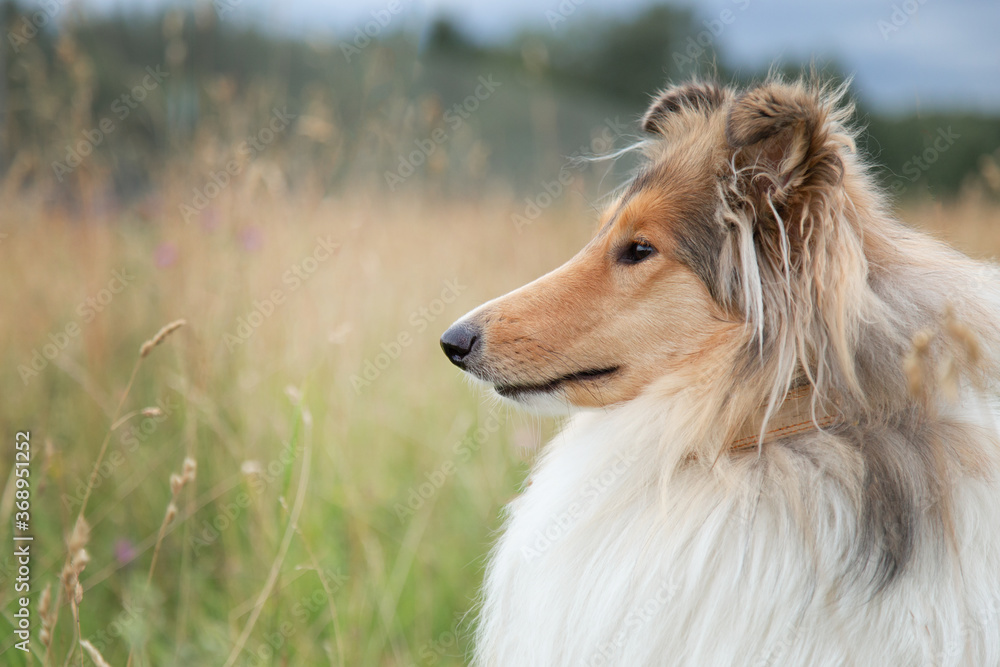 portrait of collie shepherd dog in autumn field close-up