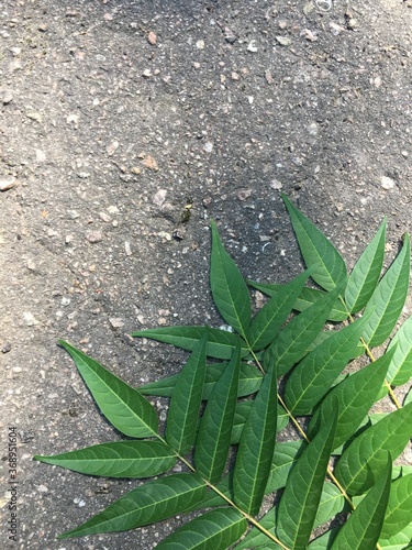 green leaves on the ground