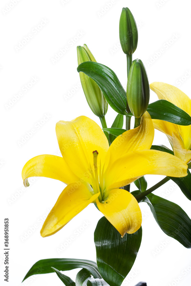Obraz premium Lilies isolated over white background