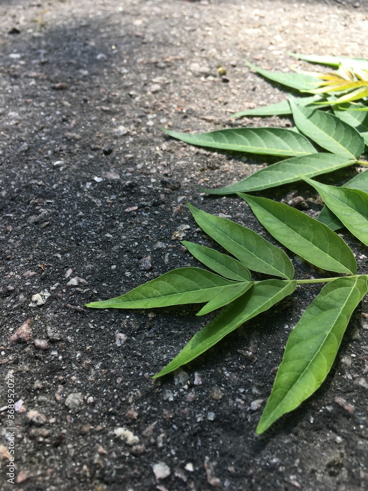 Obraz premium green leaves on the ground