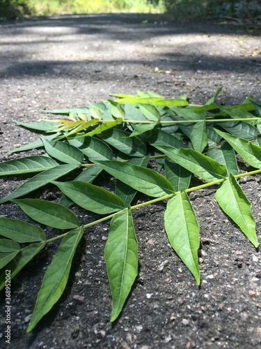 green leaves on the ground