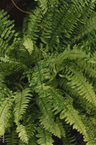 tropical leaves  abstract green leaves texture  nature background