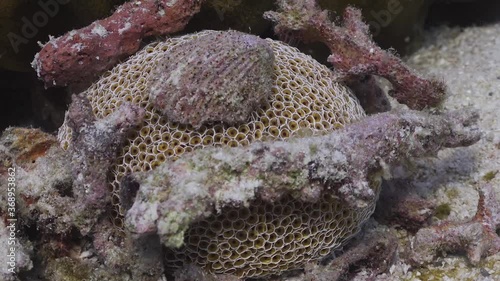 Wide shot of Flower (Collector) Urchin with multiple pieces of rubble covering it, on Koh Tao, Thailand photo