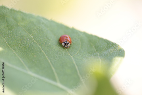 ladybug leaf isolated spring summer background