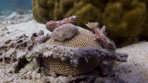 Wide shot of Collector Urchin (Flower Urchin) with rubble camouflage in Koh Tao, Thailand photo