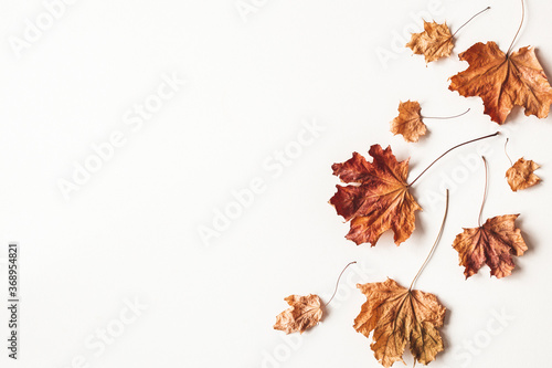 Autumn composition. Dried maple leaves on white background. Autumn, fall, thanksgiving day concept. Flat lay, top view