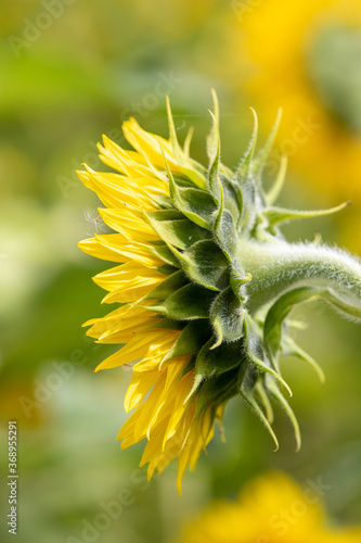 Side Profile Of A Single Sunflower Head