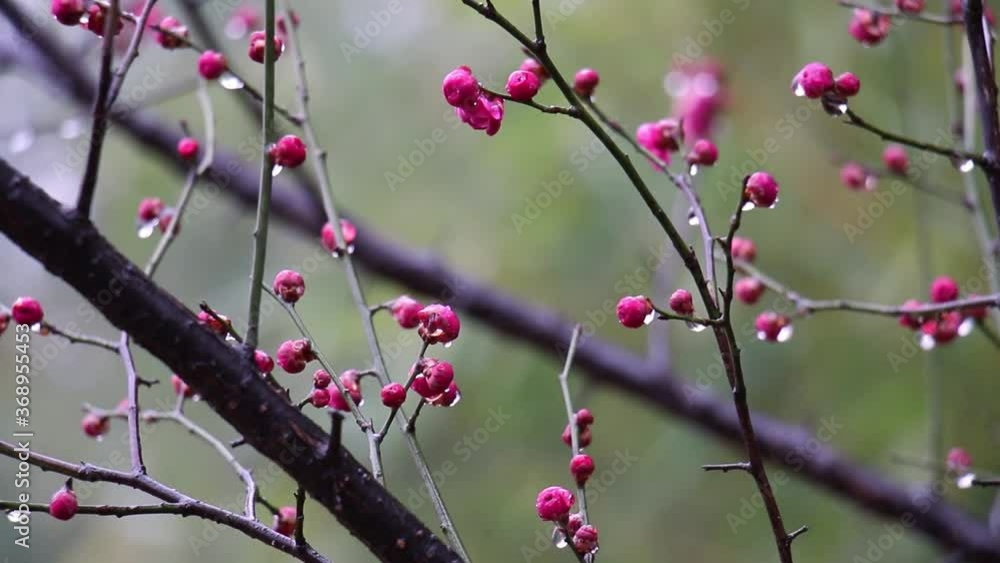 Red plum blossom buds with water drops on branches after rain, blooming tree in winter Red plum blossom buds with water drops on branches after rain, blooming tree in winter