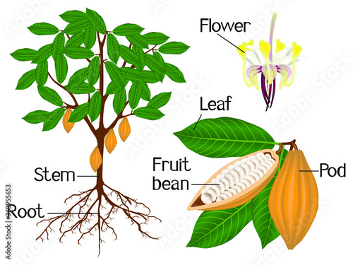 An illustration showing parts of a cocoa plant.
