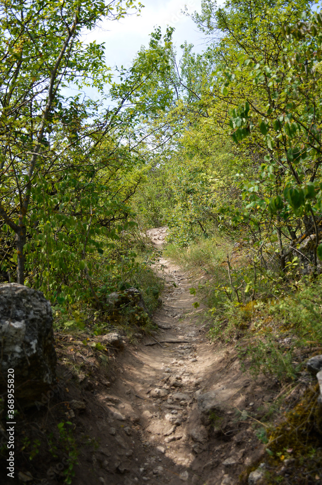 narrow path in the mountains. impassable thickets of forest on the sides of the trail narrow path in the mountains. impassable thickets of forest on the sides of the trail