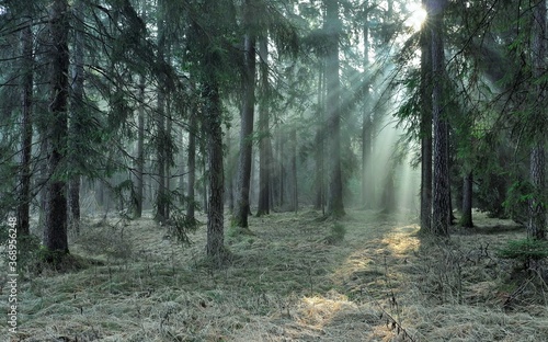 sunbam in the forest photo