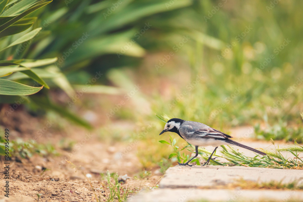 White wagtail in search of insects White wagtail in search of insects